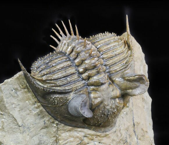 Tower-Eyed Erbenochile Trilobite - Check Out The Detail! #47071